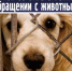 Ответственное обращение с животными. - Борисовский район