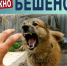 Осторожно! Бешенство.. - Борисовский район